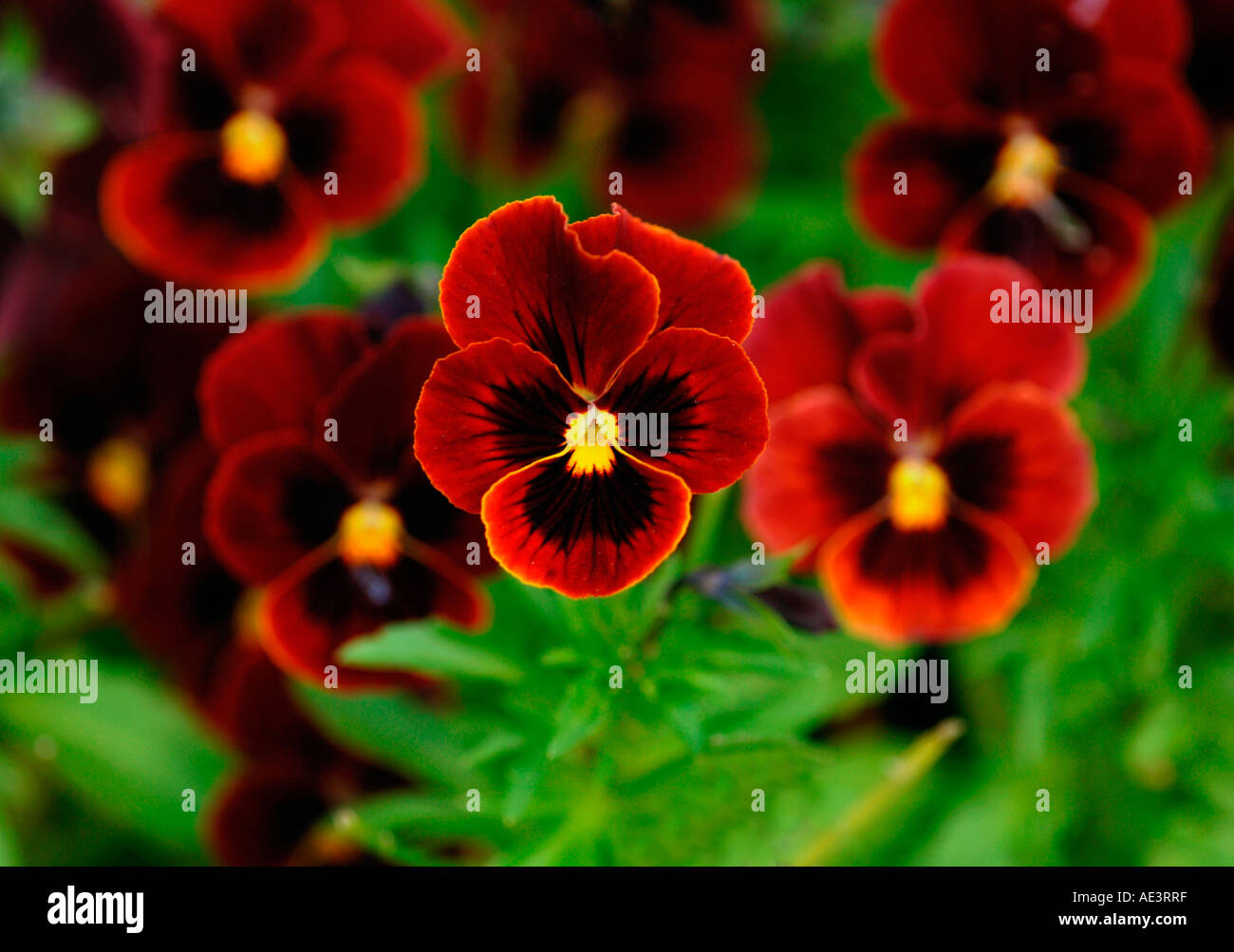 Pansy Display Pansy display hi-res stock photography and images - Alamy
