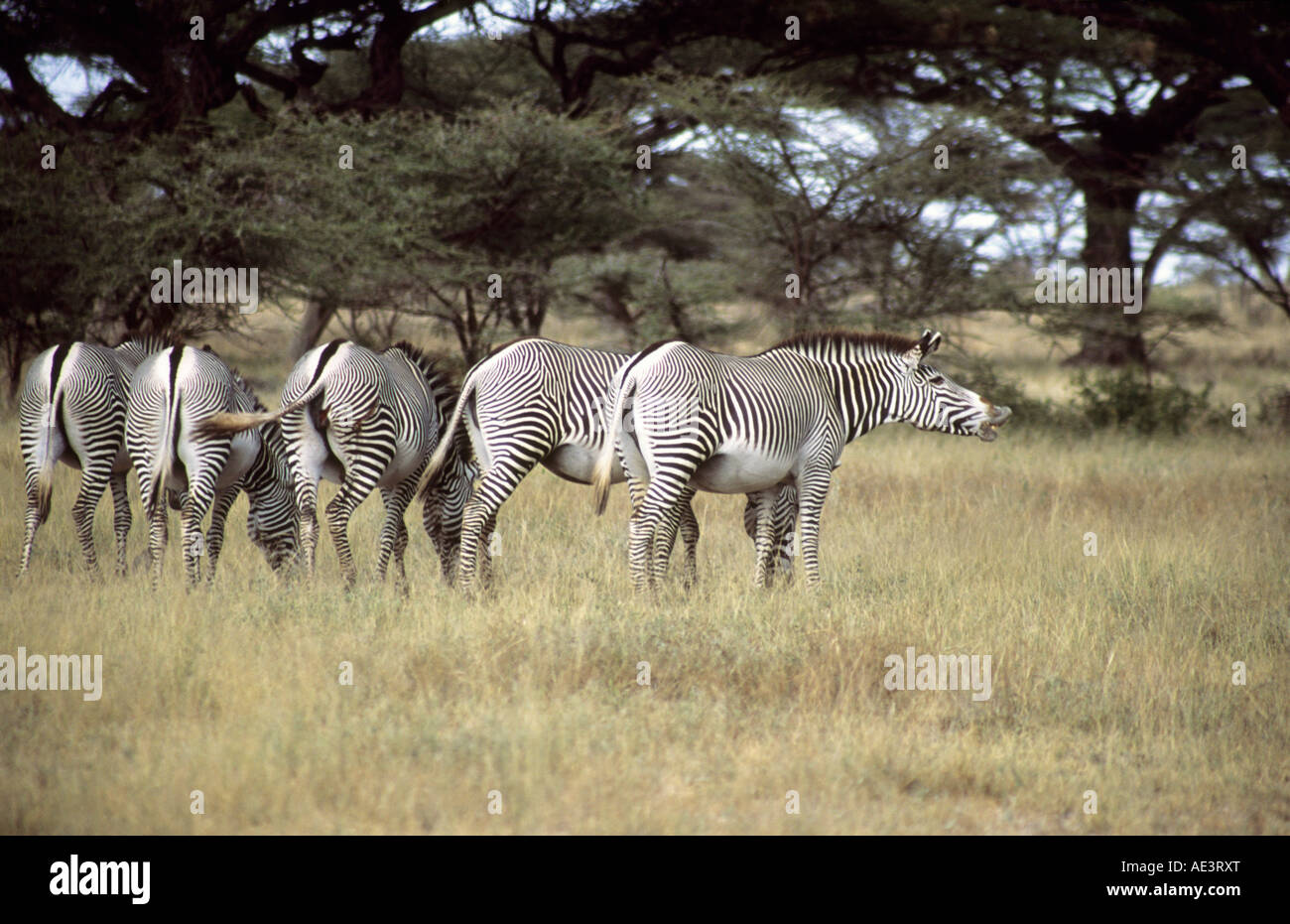 Grevy's Zebras (Equus grevyi) in Shaba National Park, Kenya, an area of arid region. Stock Photo