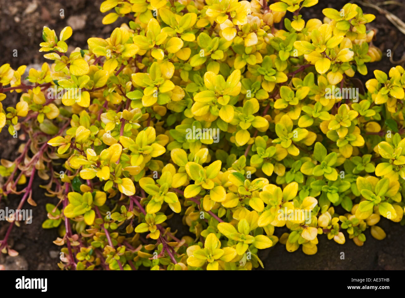 Thymus x Citriodorus Andersons Gold Common name Thyme Anderson s Gold Family Labiatae Herb Stock Photo