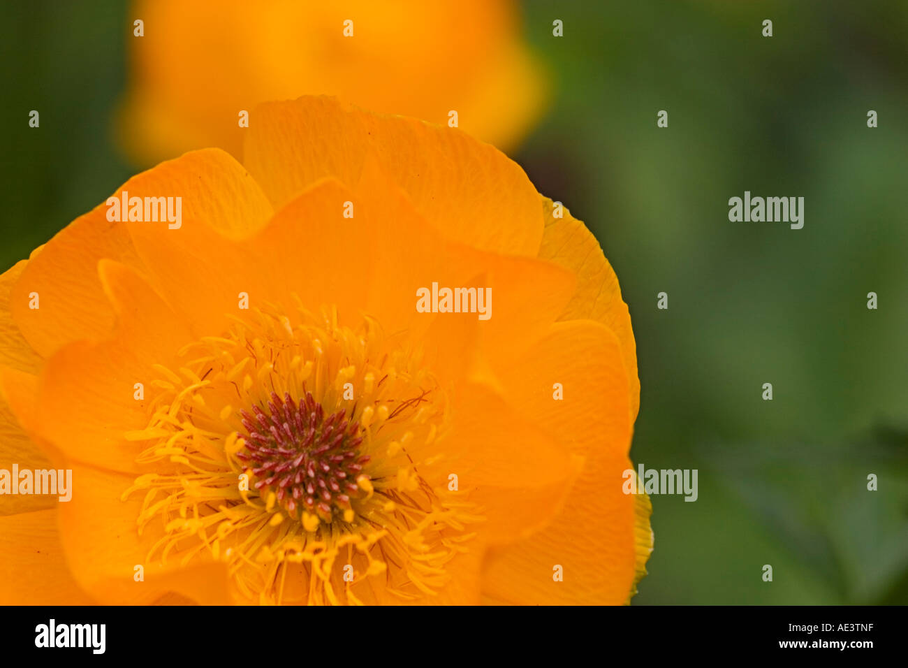 Trollius altaicus Family Ranunculaceae Stock Photo