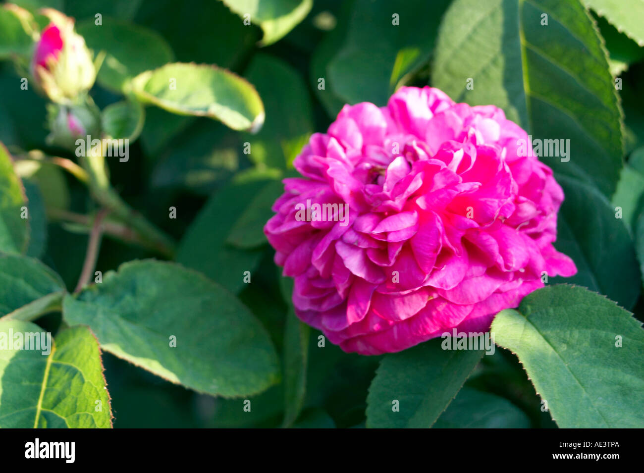 Historic Roses. Rose de Resht. Rosa Damascena. Persia Stock Photo Alamy