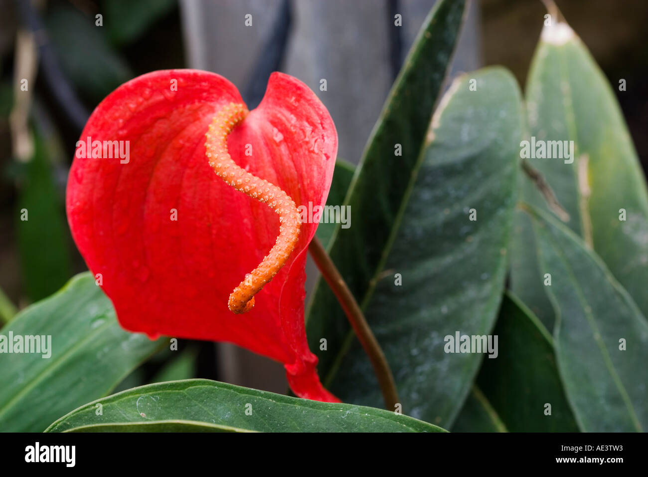 Anthurium Family Araceae arum Common names Flamingo Flower Tail Flower Stock Photo