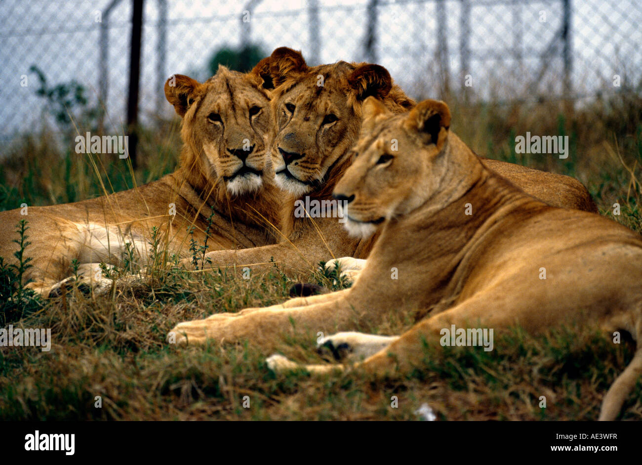Lions At Wildlife Park Stock Photo
