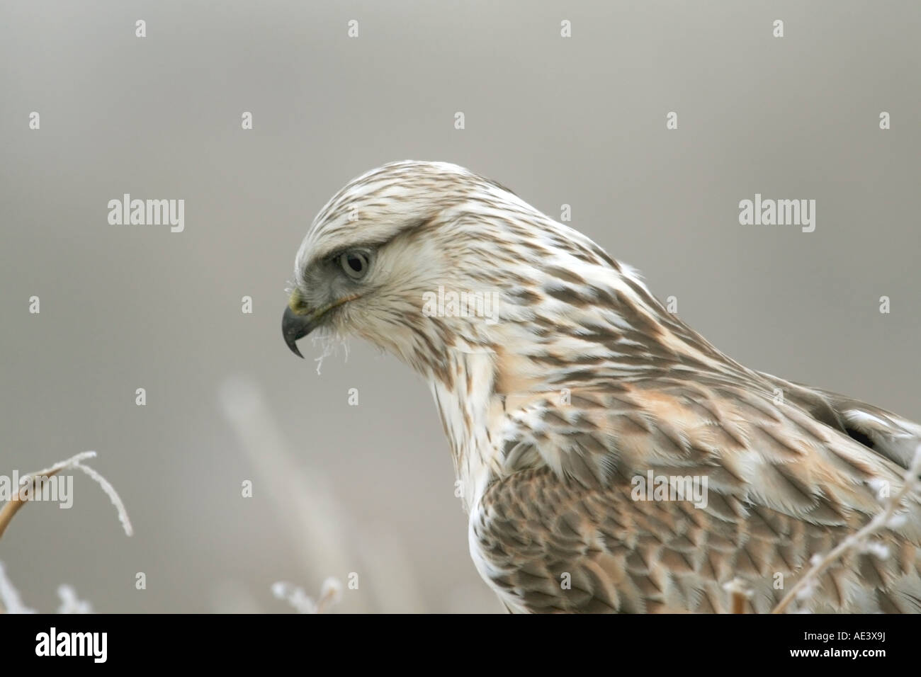 Rough legged hawk perched in brush Stock Photo