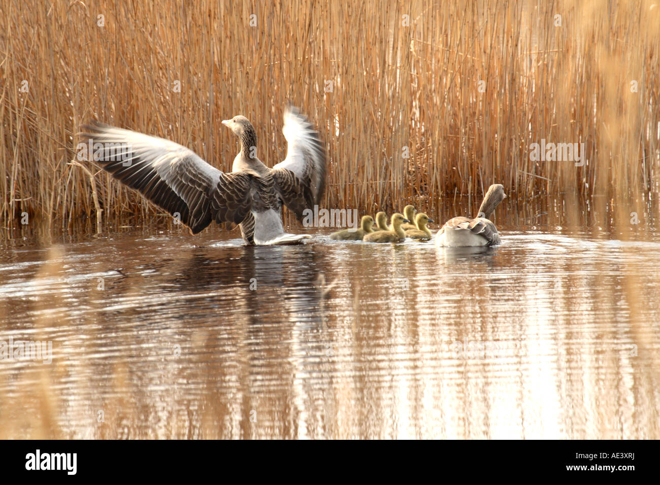 A family of greylag geese among the reeds on Neusiedlersee on Austrian-Hungarian border Stock Photo