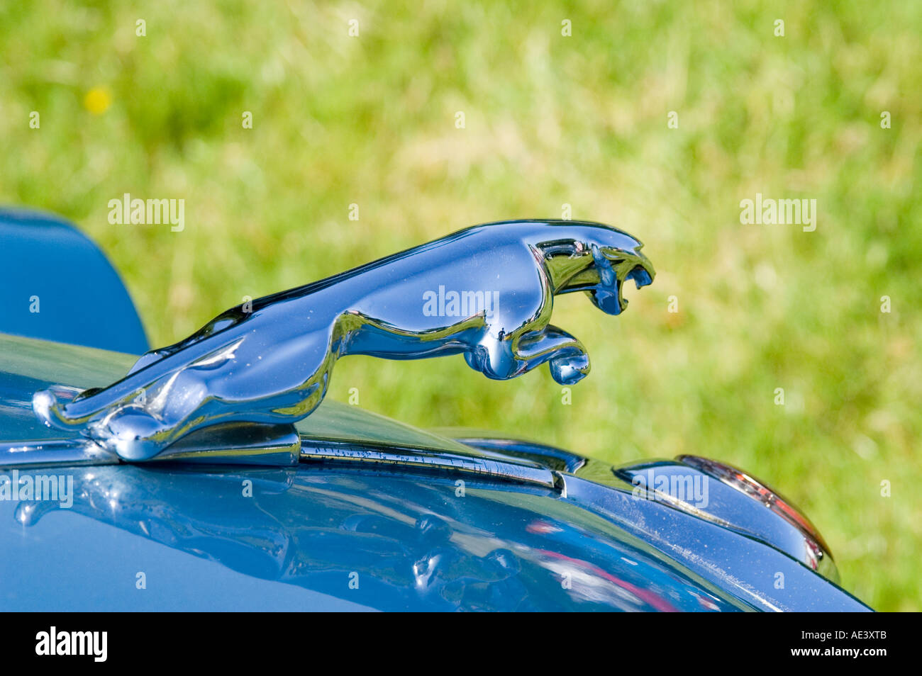Jaguar mascot badgeVintage and classic car rally Leighton Hall