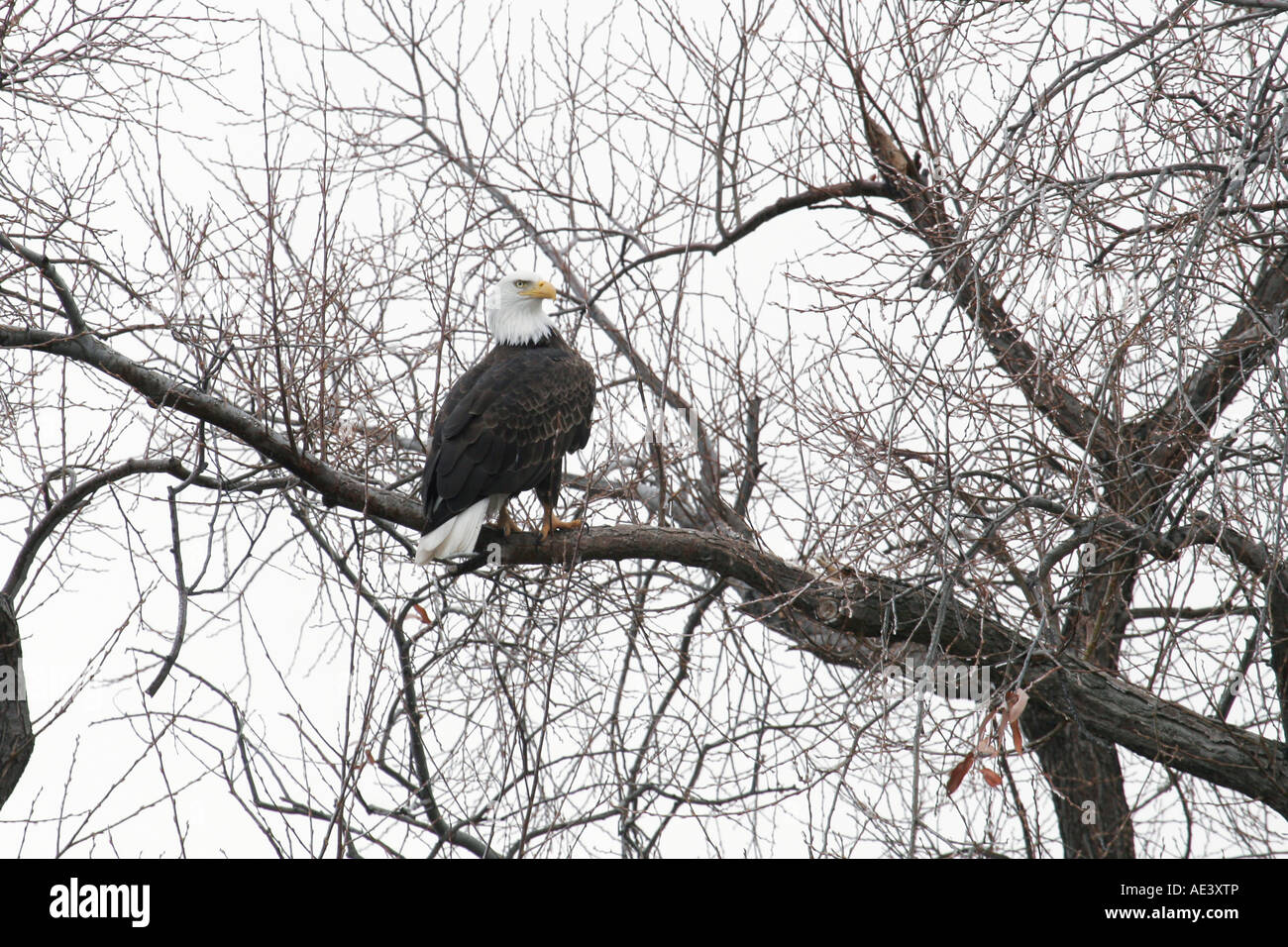 Bald Eagle perched on tree branch Stock Photo - Alamy