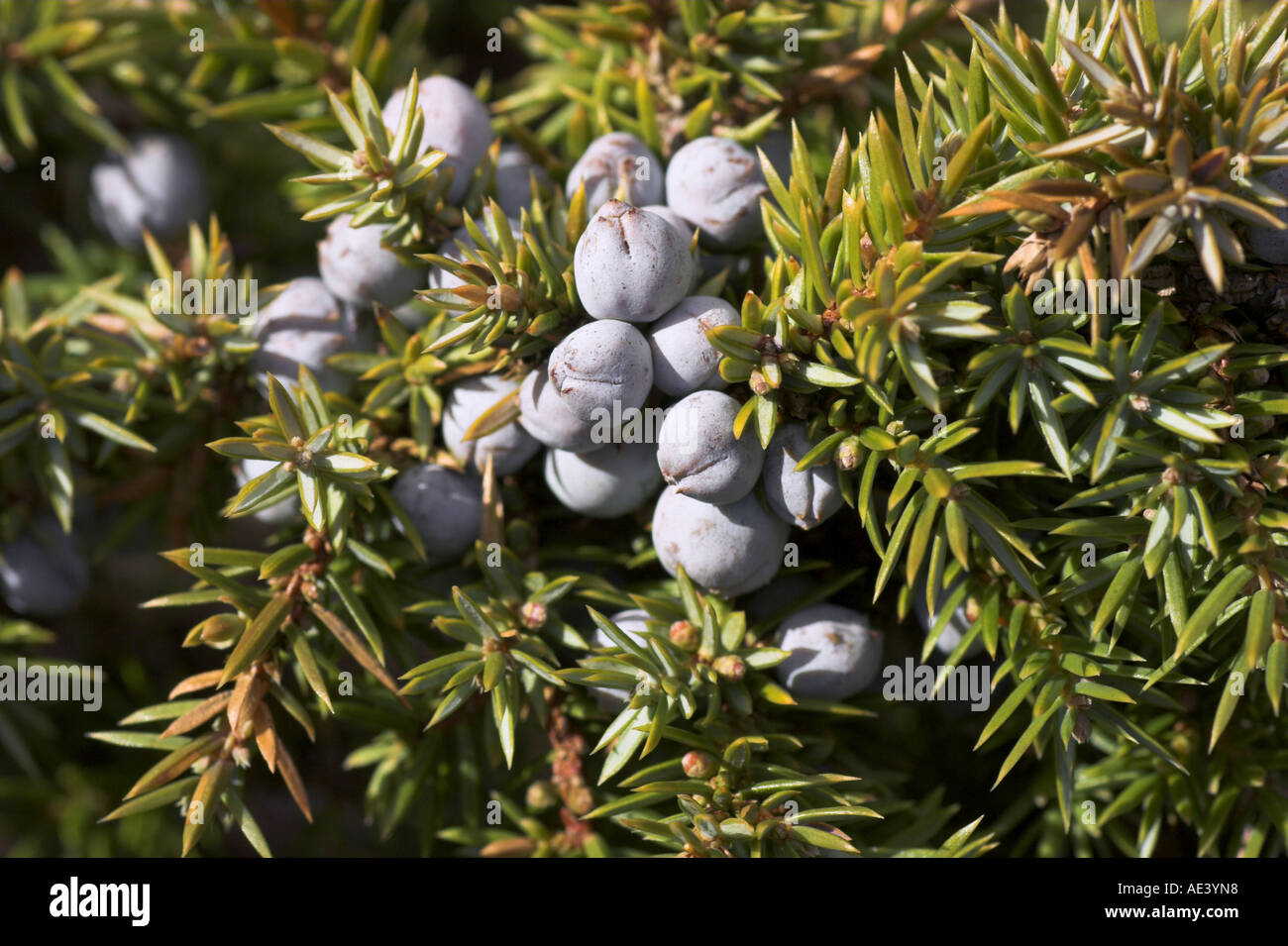 common juniper common juniper