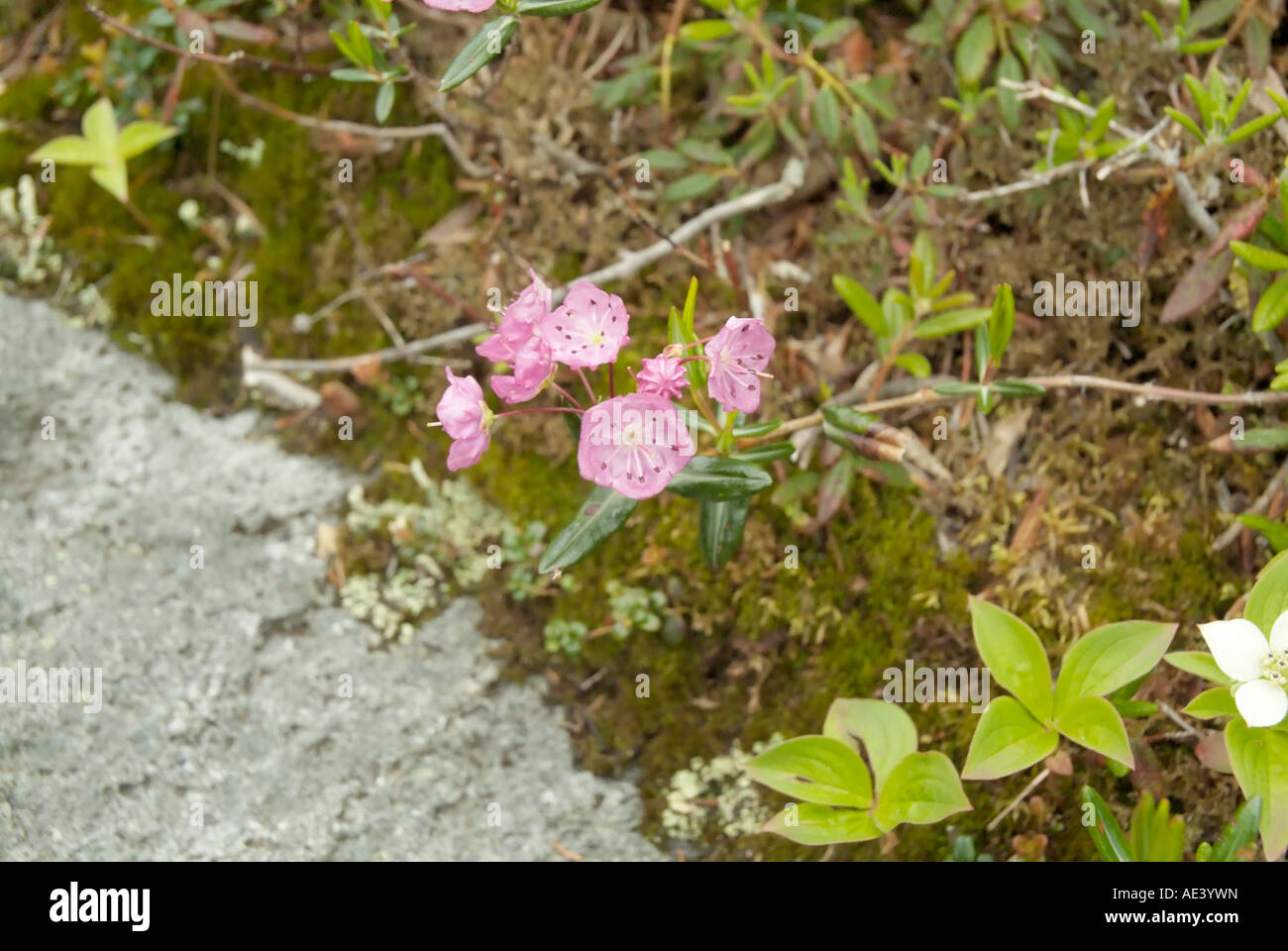 Bog Laurel- Kalmia polifolia-White Mountains New Hampshire USA Stock Photo