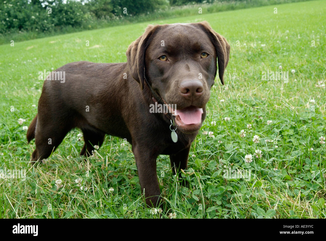 Chocolate Labrador Dog Stock Photo Alamy