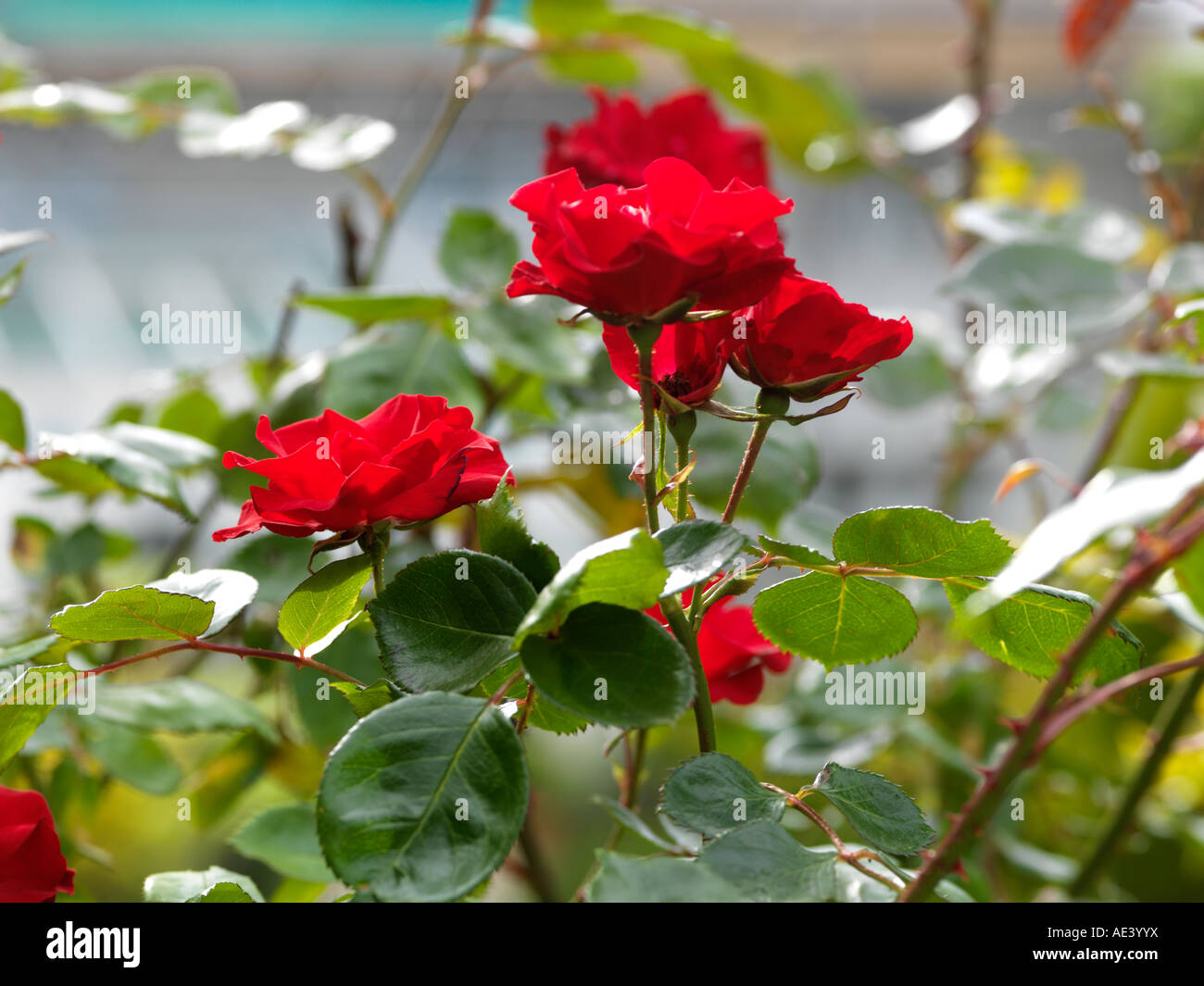 Red Roses Growing on Rose Bush Stock Photo