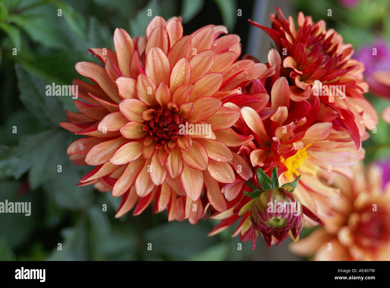 Anders dahl hi-res stock photography and images - Alamy