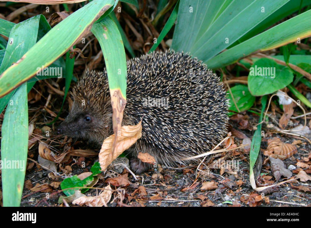 A Hedgehog hiding in the undergrowth. Stock Photo