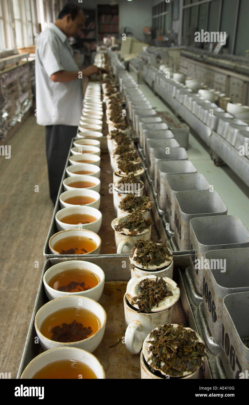 Tea tasting department, Carrit Moran & Company tea brokers, Kolkata, West Bengal state, India