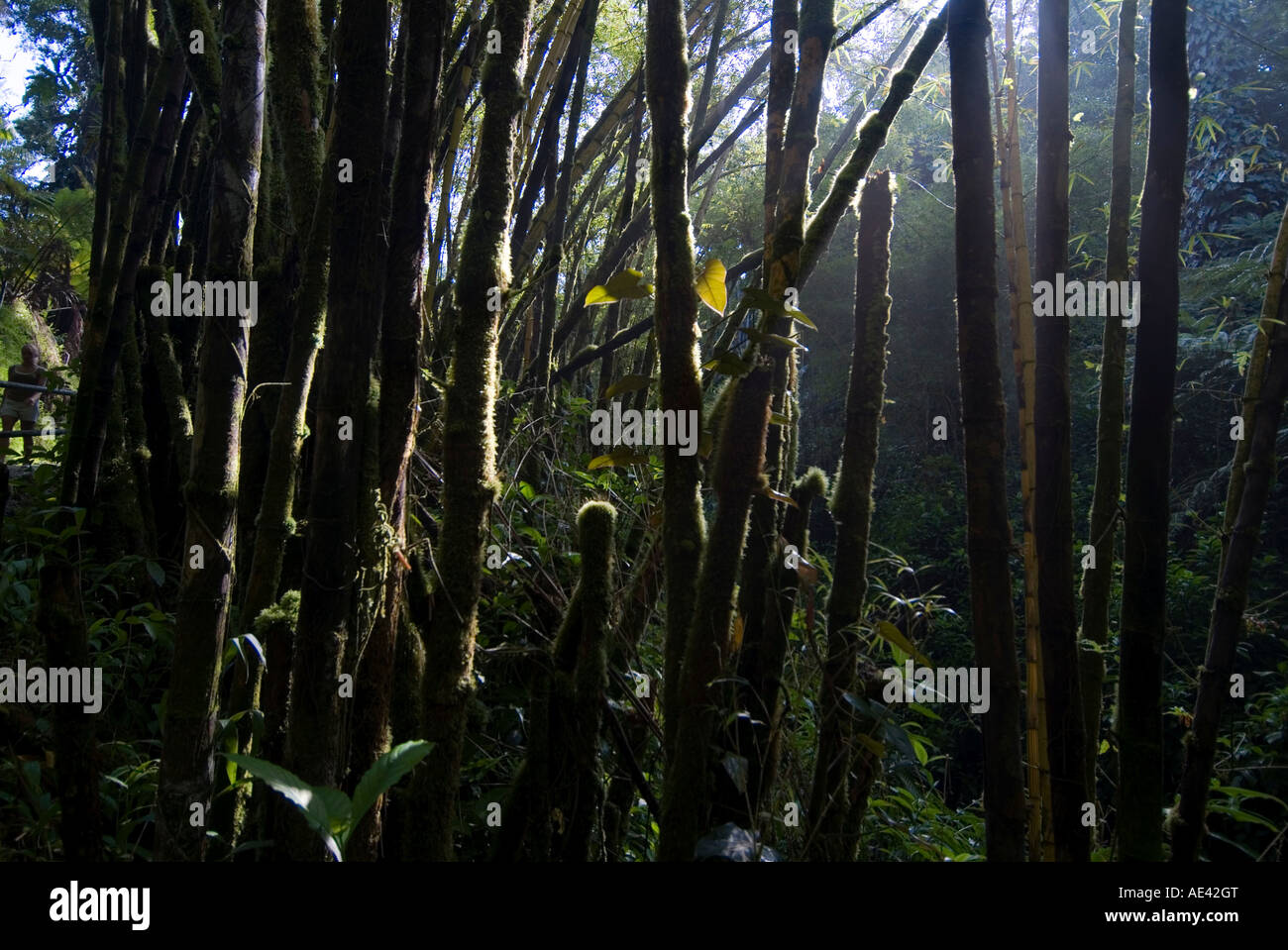 Hawaii rainforest tropical hi-res stock photography and images - Alamy