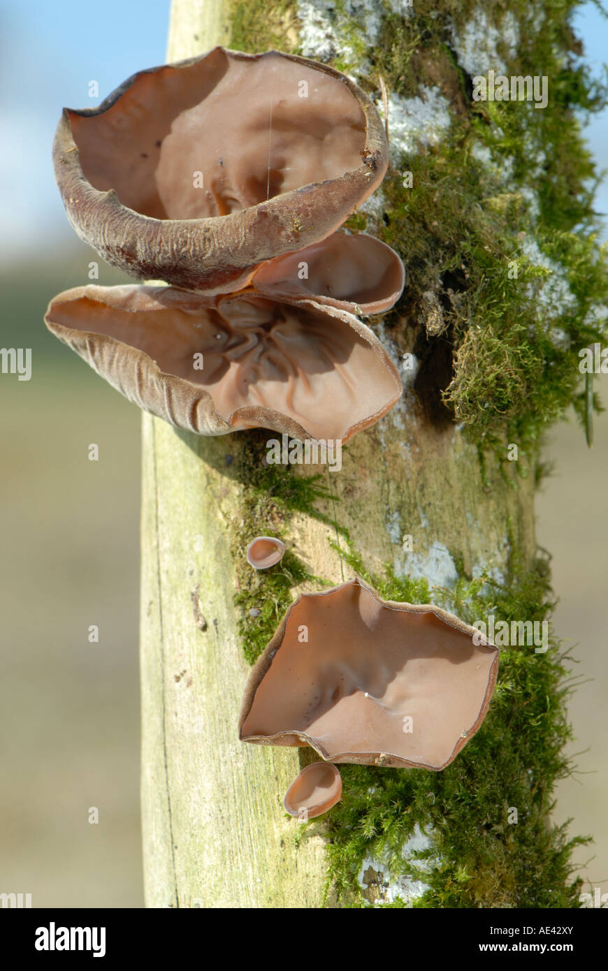 Wood Ear Fungus, Ear Fungus, Mu err Fungus, Jews Ear (Auricularia auricula judae, Auricularia polytricha) Stock Photo