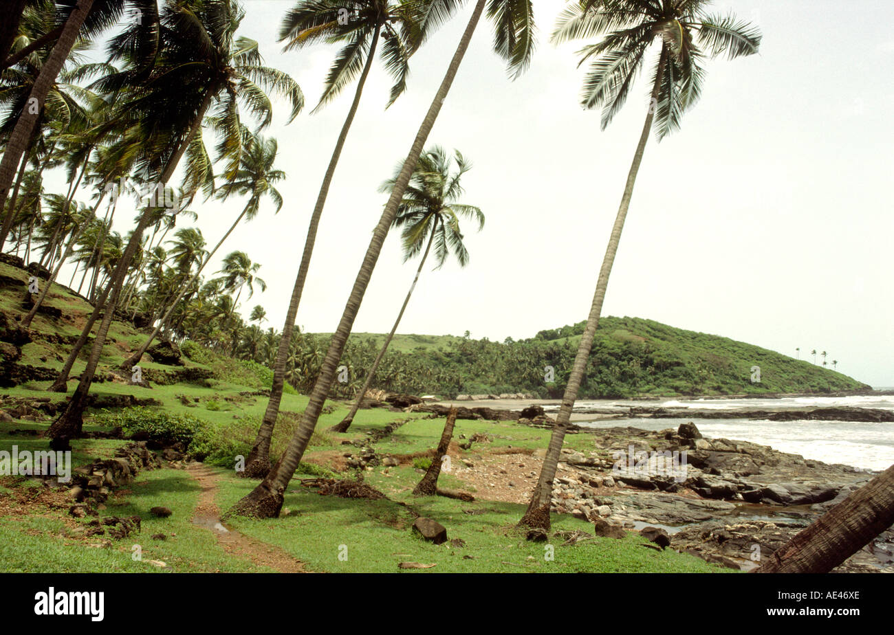 India Goa Chapora palm trees fringing the beach Stock Photo Alamy
