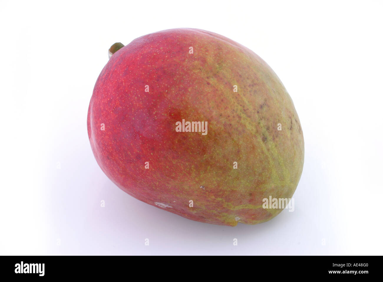 Large Ripe Round Mango Large ripe mango on a white studio background Stock Photo - Alamy