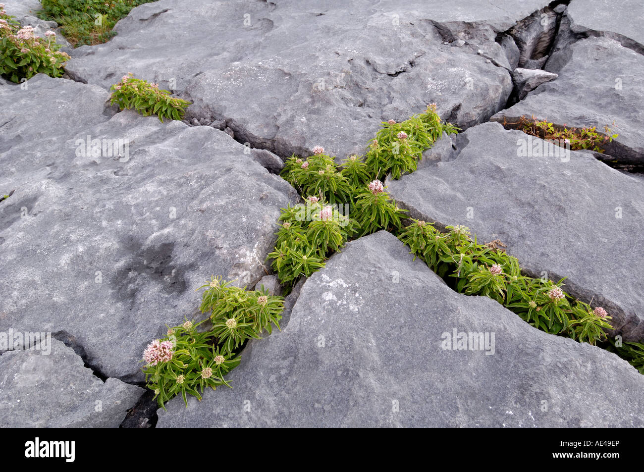 Plants growing amongst the limestone pavement, The Burren, County Clare