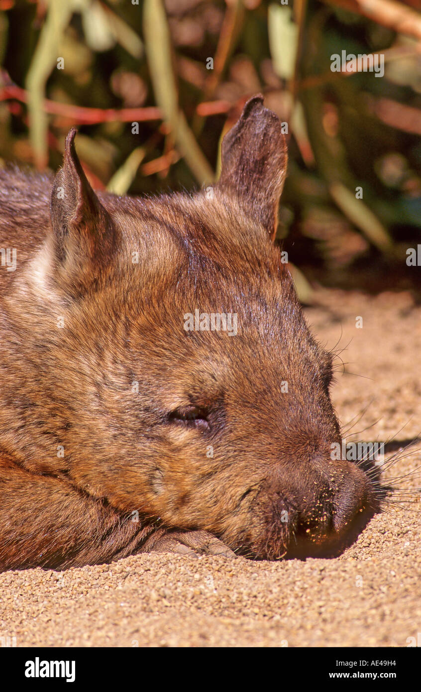 Southern Hairy-nosed Wombat at rest. Lasiorhinus latifrons Stock Photo