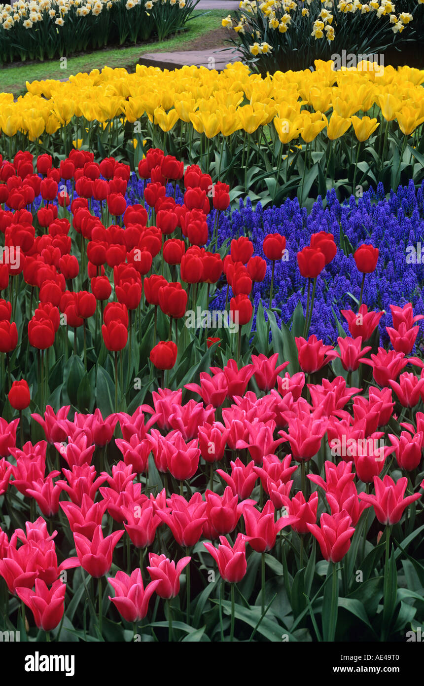 Daffodils and grape hyacinths hires stock photography and images Alamy