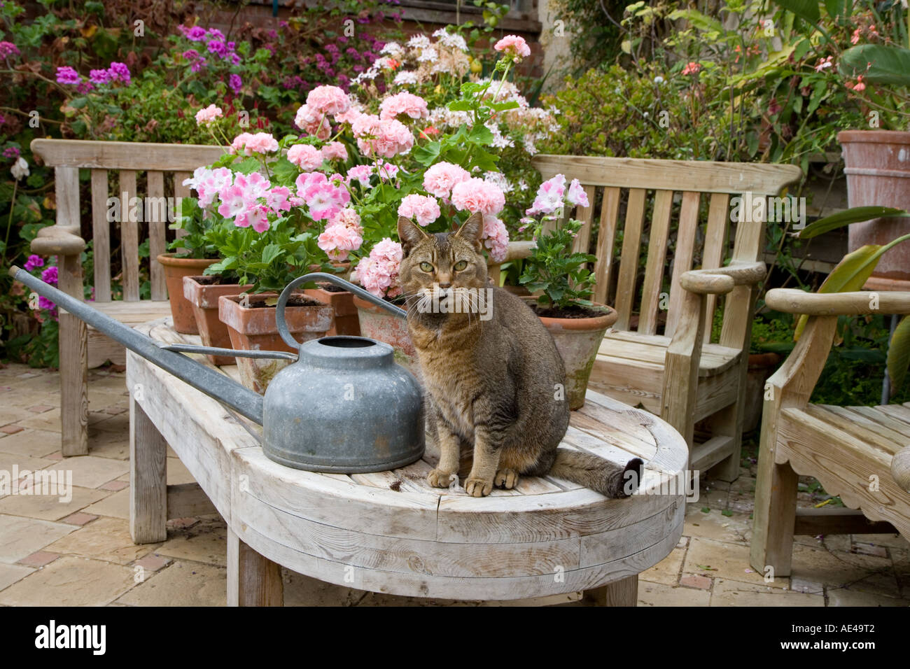 Tabby Cat In Garden Greenhouse Stock Photo - Alamy