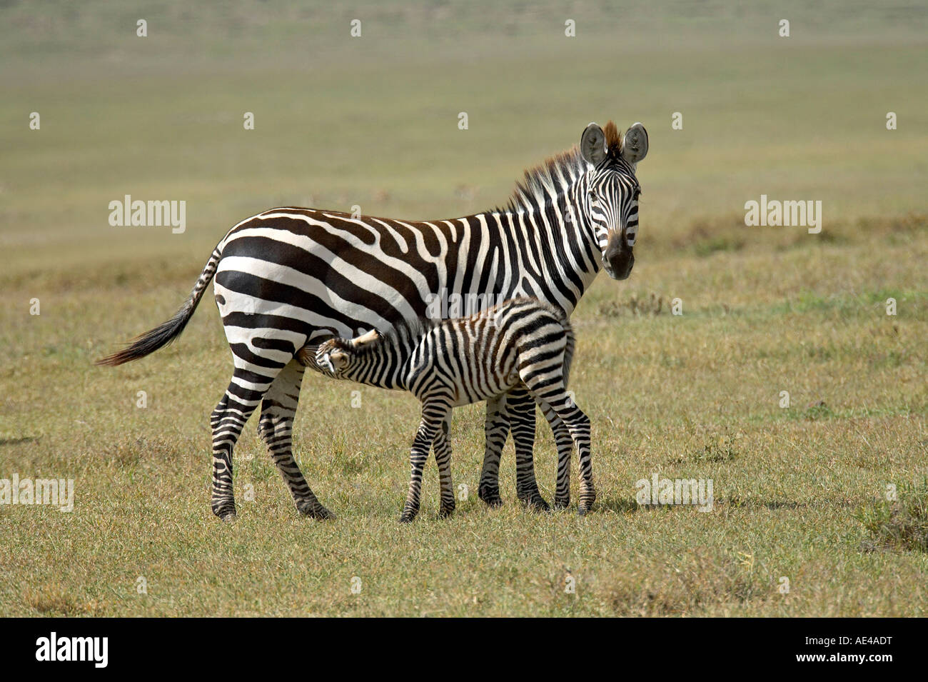 Grant's zebra (Plains Zebra) (Common Zebra) (Equus quagga boehmi) nursing, Ngorongoro Crater, Tanzania, East Africa, Africa Stock Photo