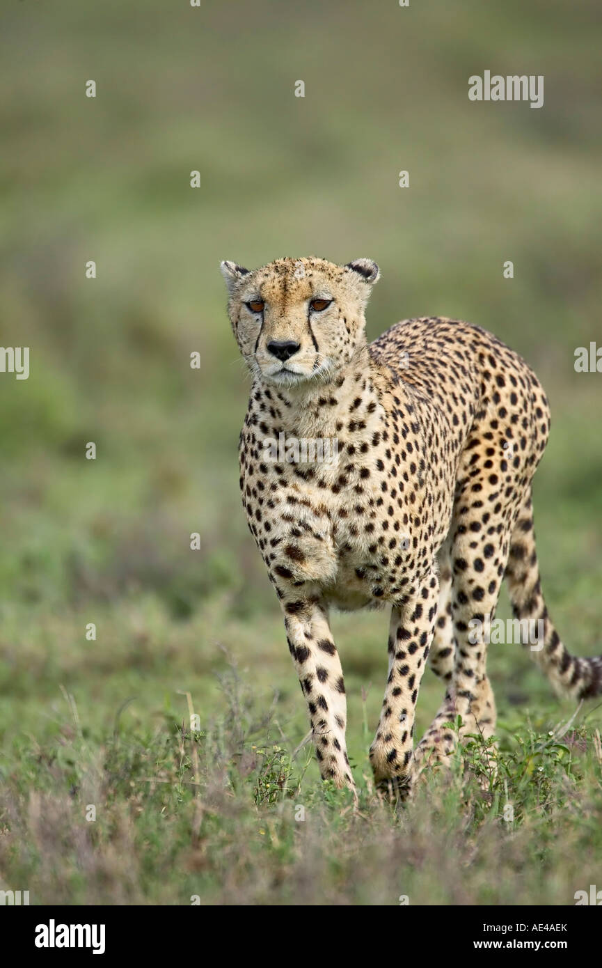 Cheetah (Acinonyx jubatus) walking towards viewer, Serengeti National Park, Tanzania, East Africa, Africa Stock Photo