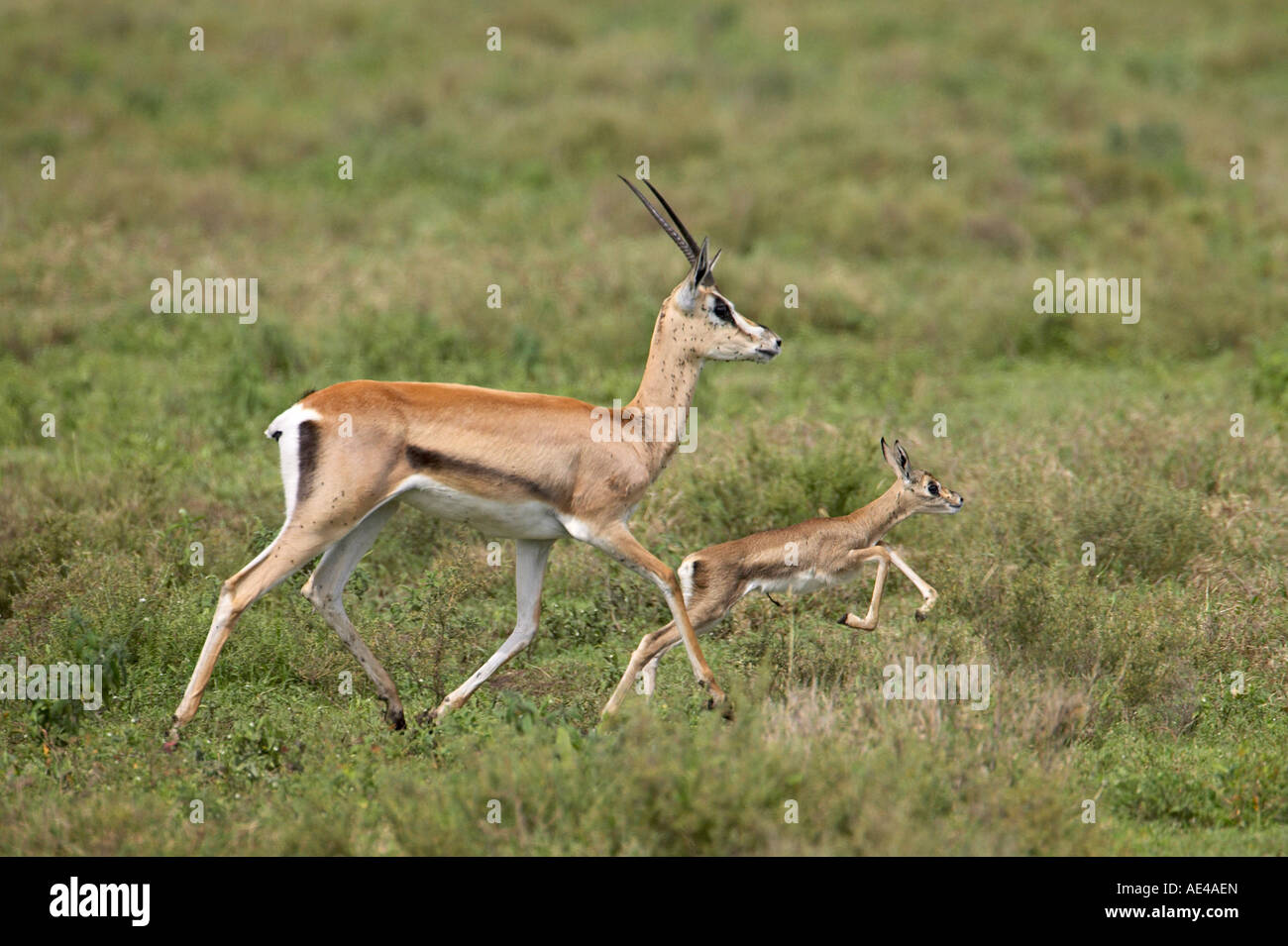 Grant's Gazelle (Gazella granti) mother and baby, Serengeti National Park, Tanzania, East Africa, Africa Stock Photo