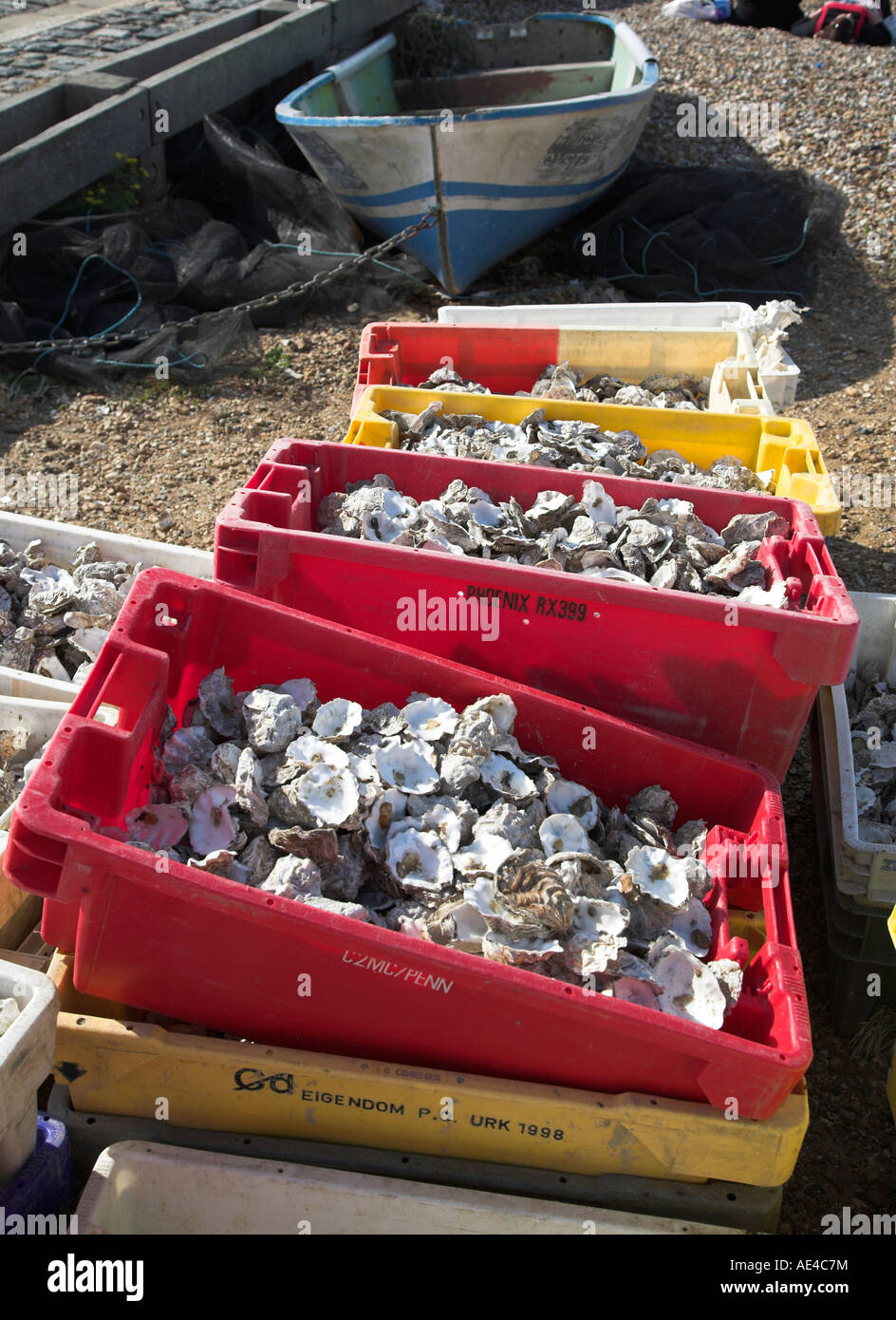 English Kent Whitstable Oyster Shells High Resolution Stock Photography ...