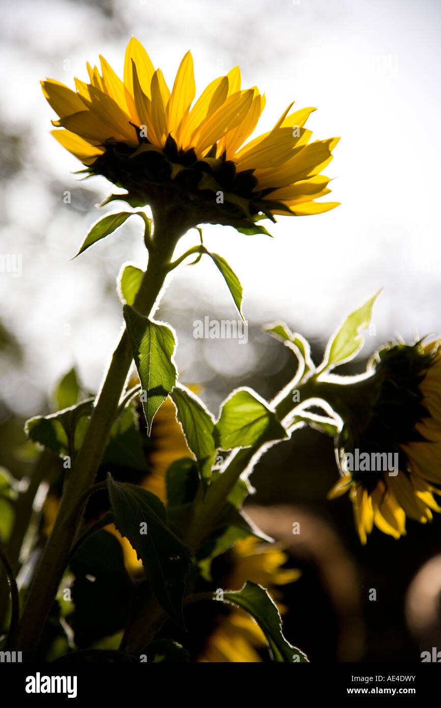 close up silhouette back lit back-lit backlit of sunflower sun-flower sun flower shallow small narrow depth of field Stock Photo