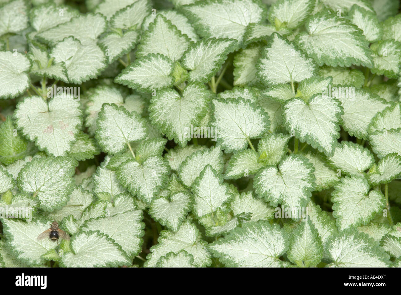 Triangular patterns formed by dead nettle leaves Stock Photo
