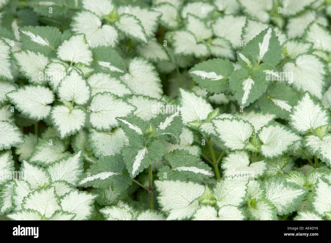 Triangular patterns formed by dead nettle leaves Stock Photo