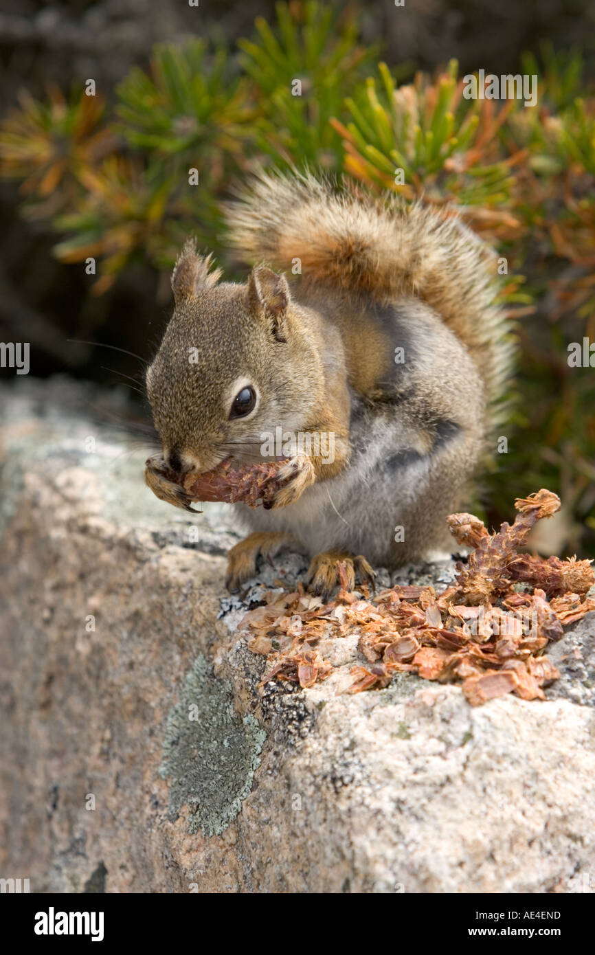 Grey squirrel eating pine cones Stock Photo Alamy