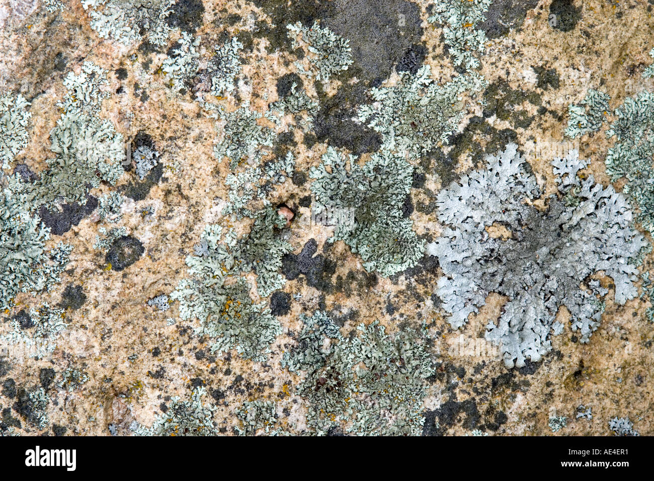 Multi-colored lichens on rock surface Stock Photo - Alamy