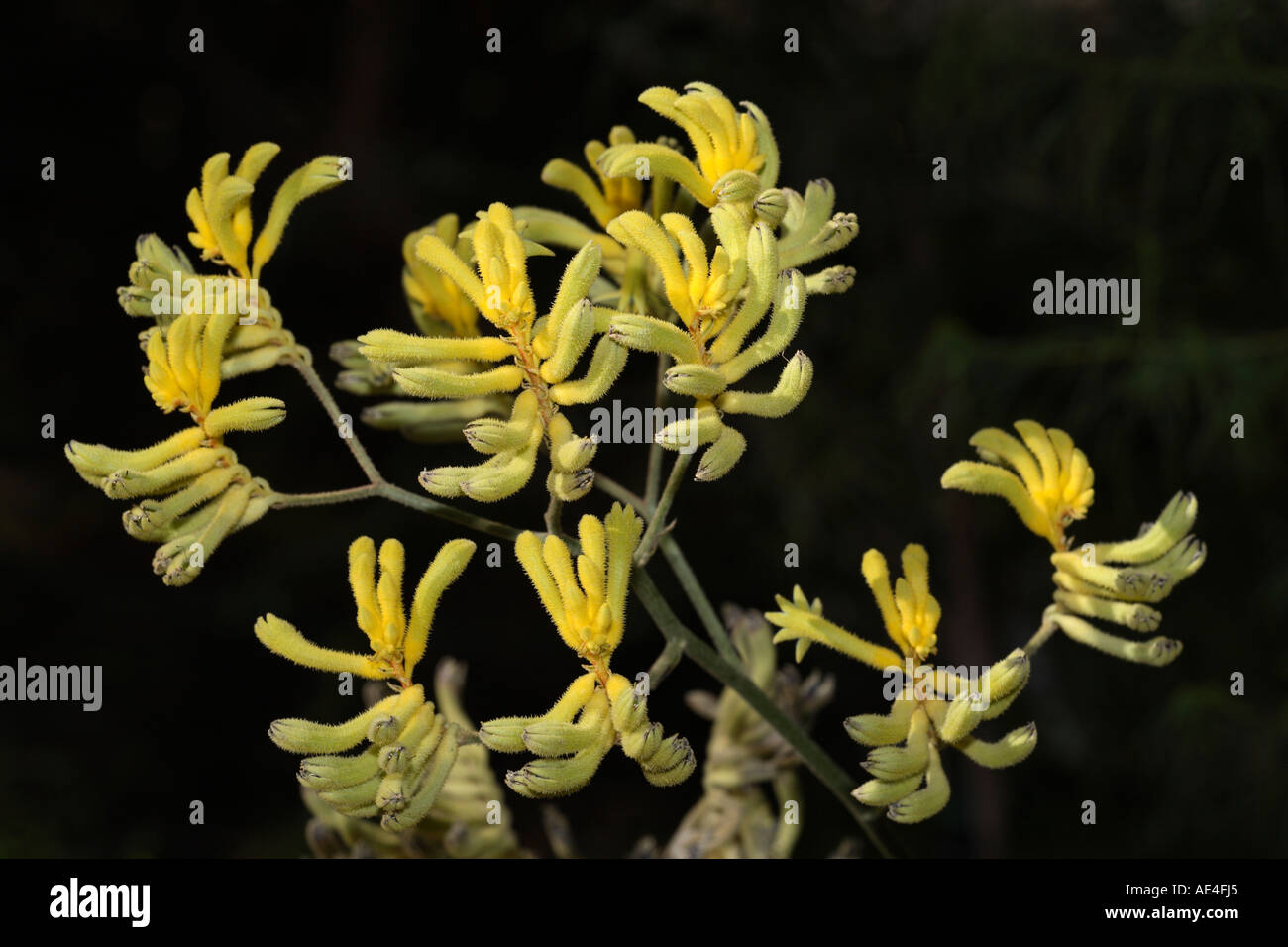 Yellow olive Anigozanthos Moon, furry flowering plant, similar to kangaroo paw Stock Photo