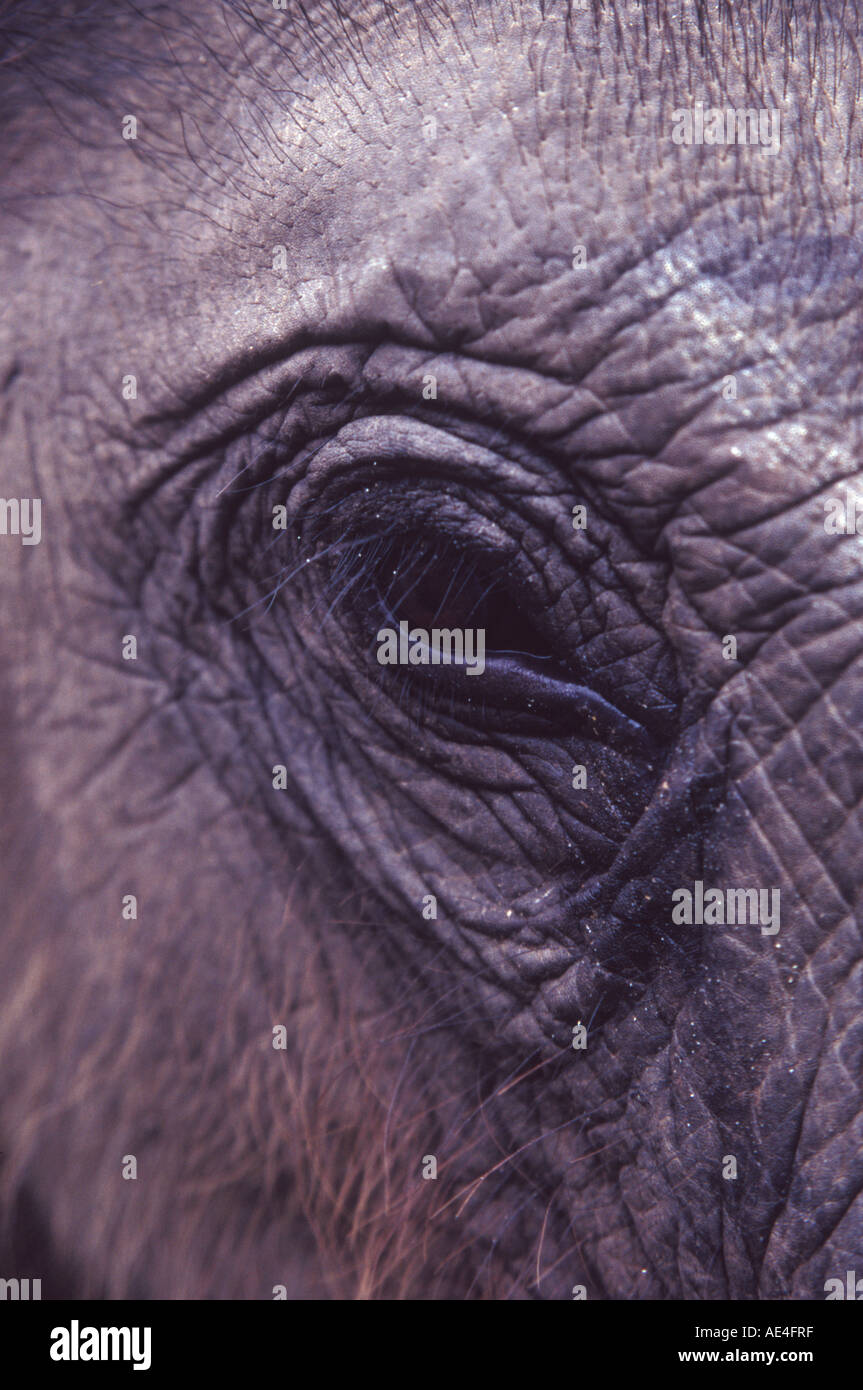 The eye of a baby Elephant Stock Photo Alamy