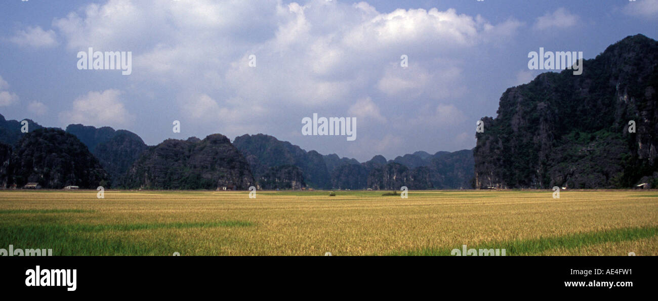 Rice paddy fields Stock Photo