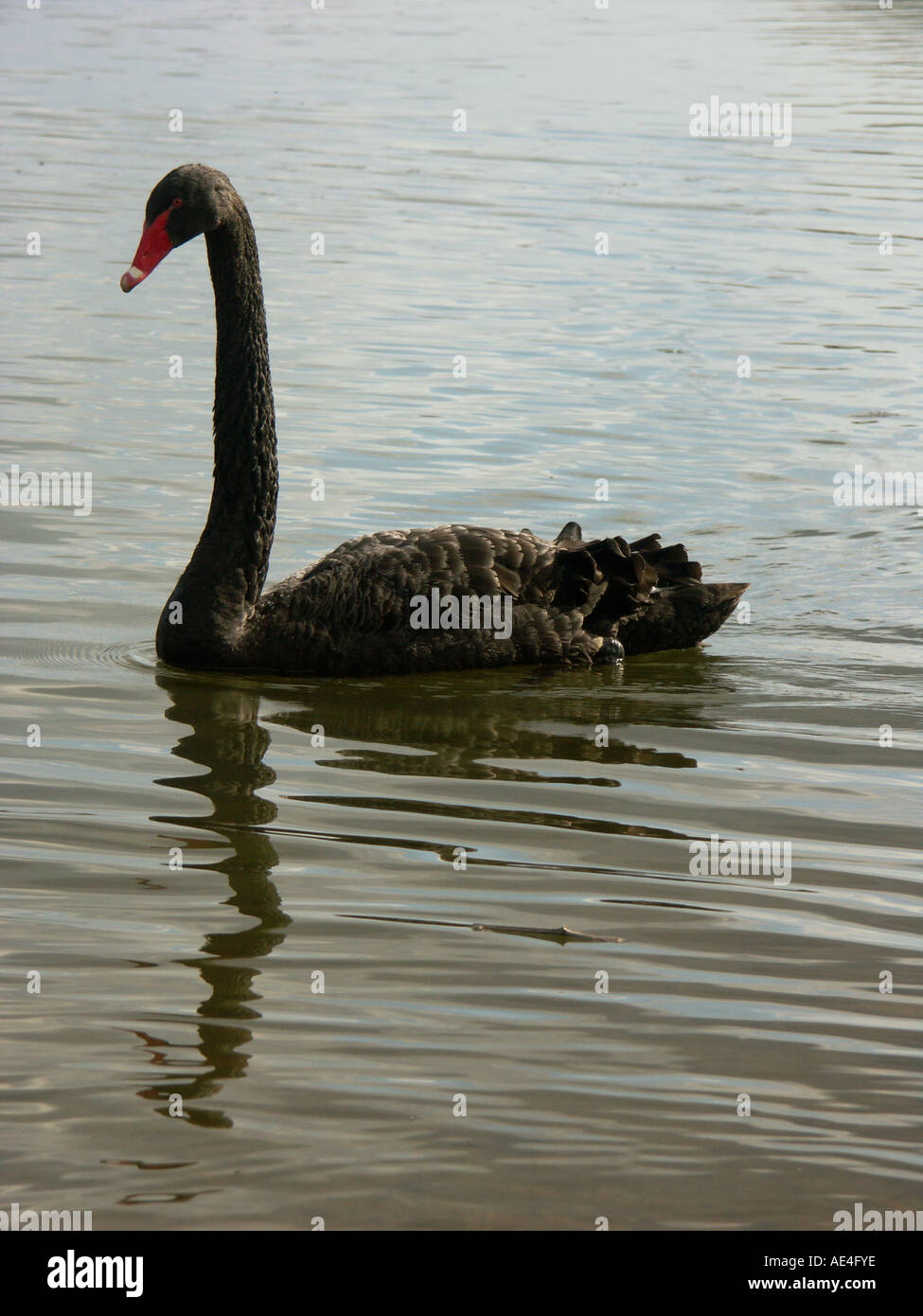 Black Swan on lake in England Stock Photo