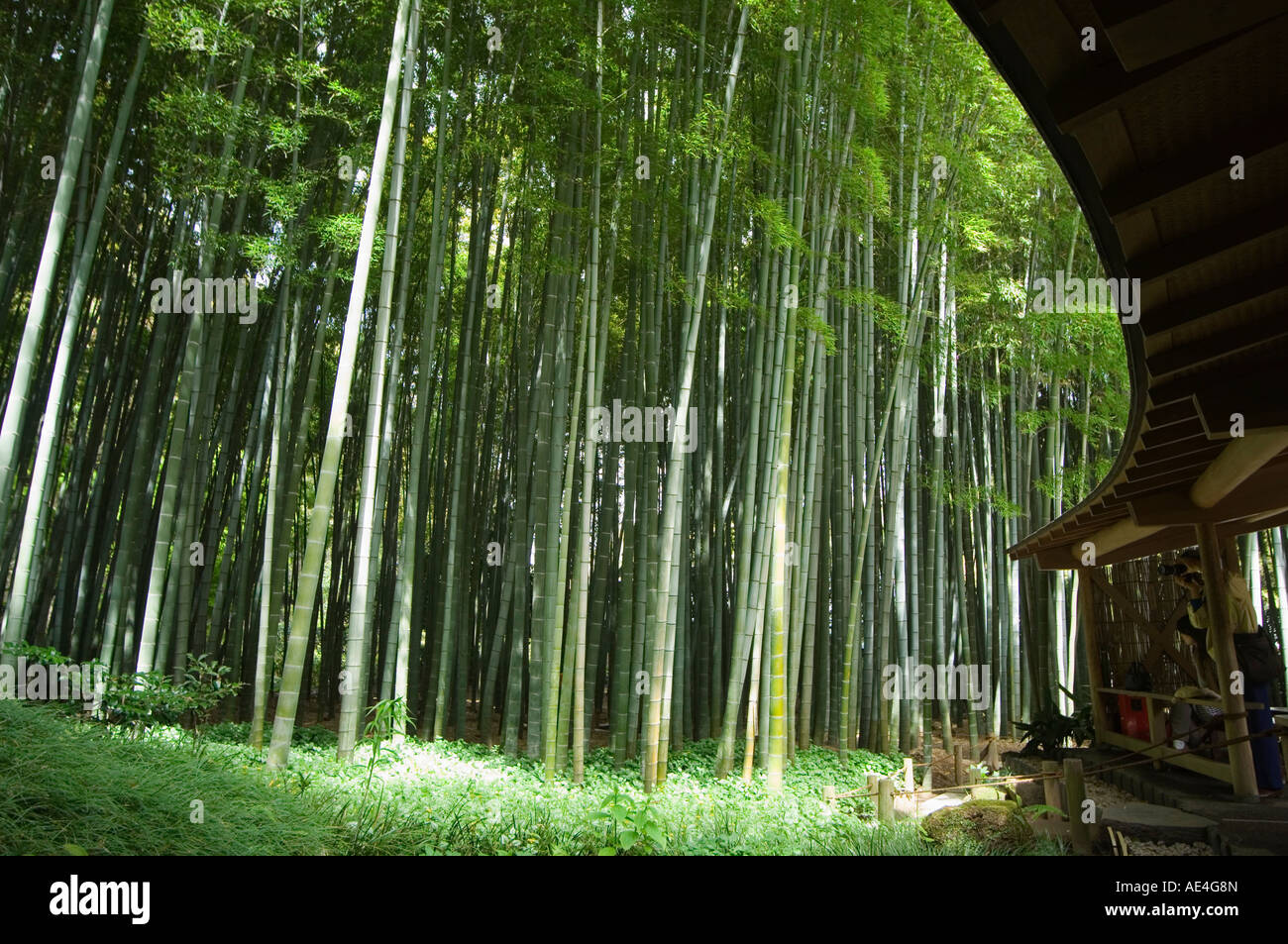 Bamboo forest, Hokokuji temple garden, Kamakura, Kanagawa prefecture, Japan, Asia Stock Photo