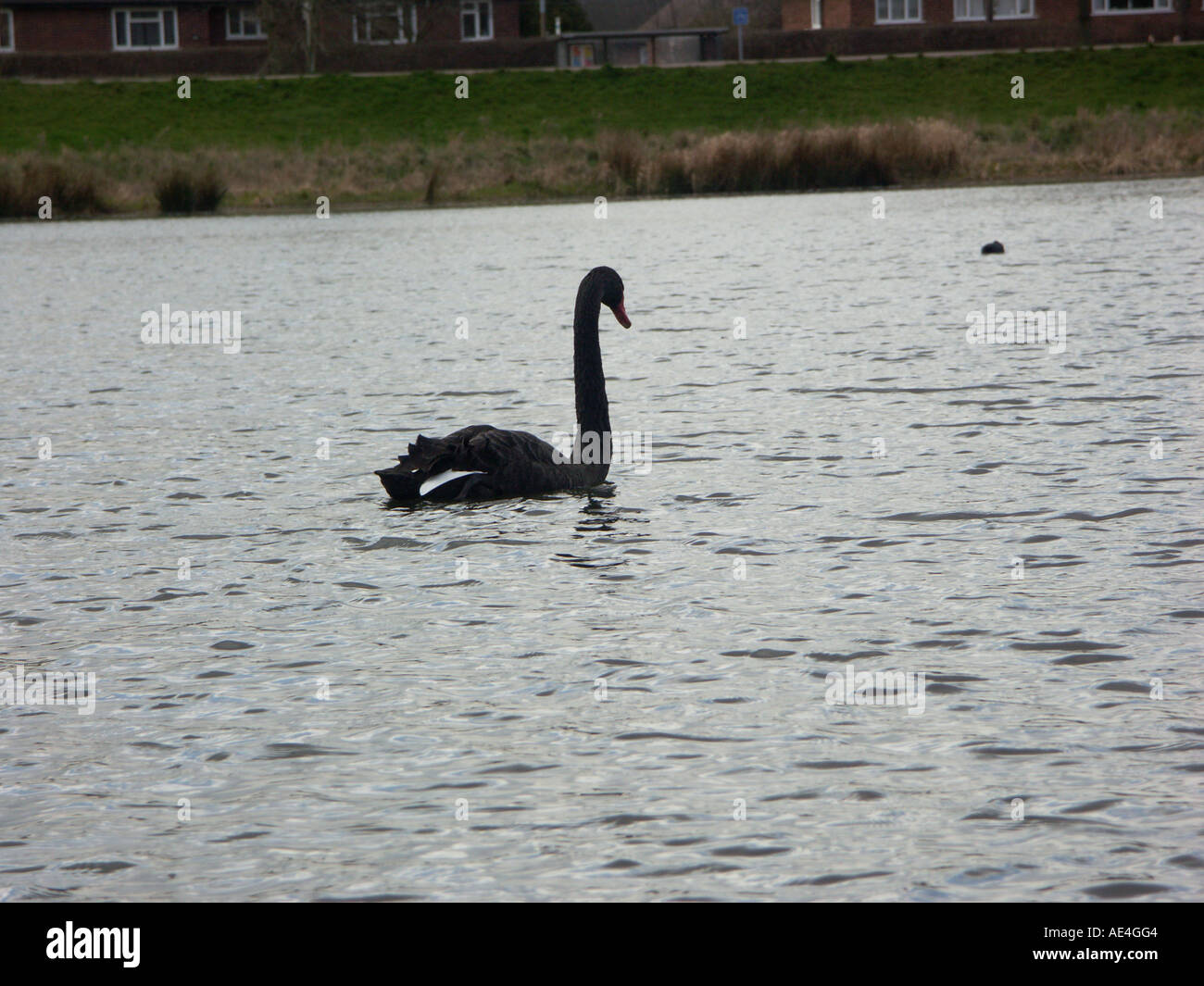 Black Swan on lake Stock Photo