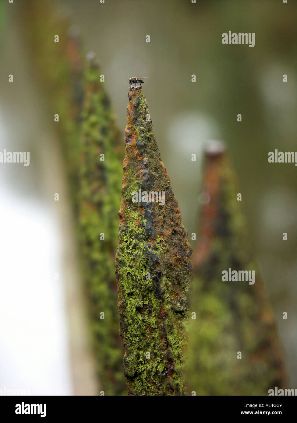 Corroded Fence 1 Stock Photo Alamy
