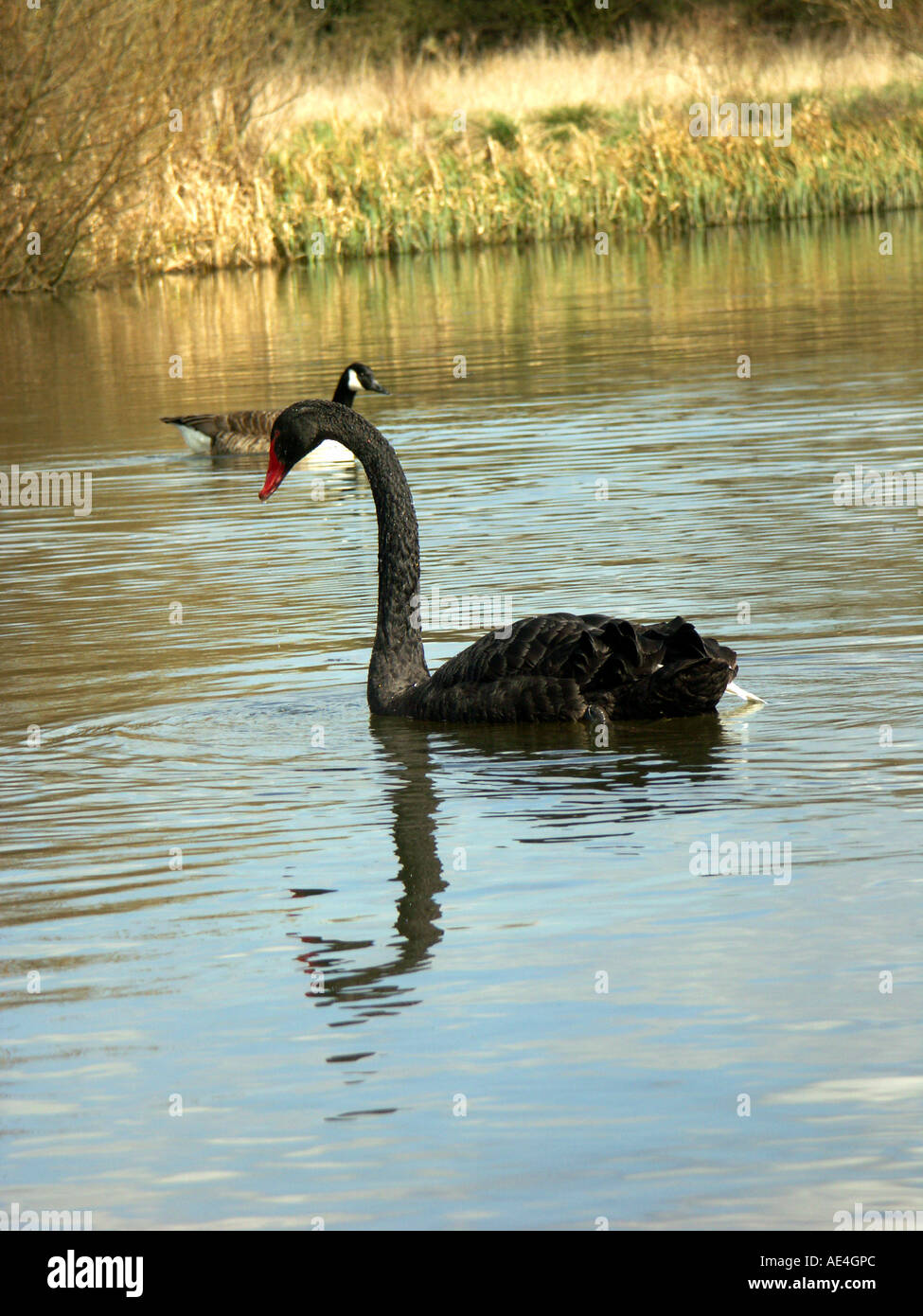 Black Swan on lake in England Stock Photo