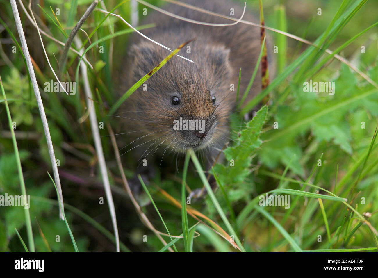 Water vole (Arvicola terrestris), Alston Moor, Cumbria, England, United Kingdom, Europe Stock Photo