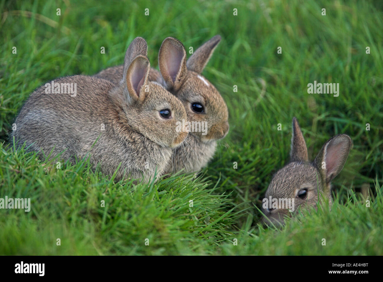 Rabbit In Uk Young rabbits (Oryctolagus cuniculas), outside burrow, Teesdale, County ...