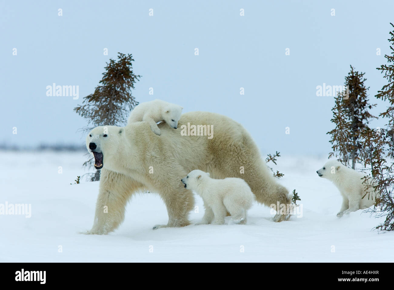 Поздравления с днем белым медведем. Международный день белого медведя. Международный день полярного медведя. Международный день полярного (белого) медведя. День белого полярного медведя.
