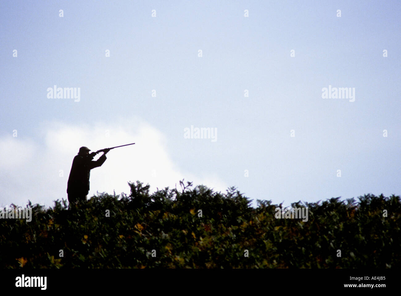 SHOOTER LINING UP ON INCOMING BIRD AT DUSK DURING A SHOOT IN SCOTLAND Stock Photo