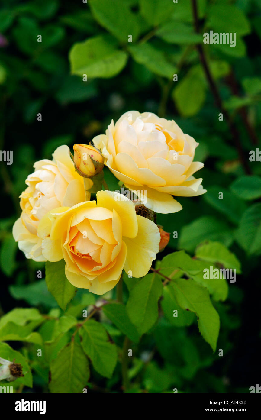 Beautiful roses blooming in hi-res stock photography and images - Alamy