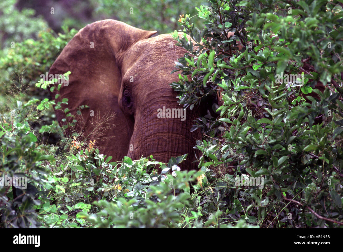 Bull in thick bush, Loxodonta africana Stock Photo