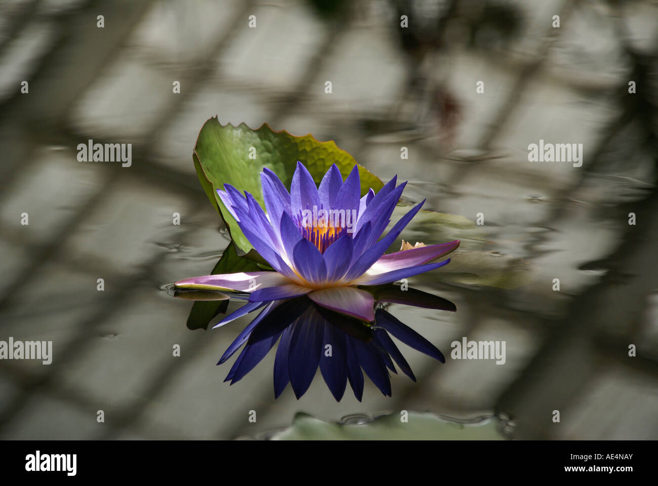 Underwater plants mud hi-res stock photography and images - Alamy